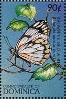 Colnect-3214-320-Brown-veined-White-Belenois-aurota-aurota.jpg