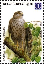 Colnect-619-101-Sparrowhawk-Accipiter-nisus.jpg