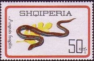 Colnect-452-975-Slow-Worm-Anguis-fragilis.jpg