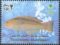 Colnect-1729-815-Klunzinger-s-Wrasse-Thalassoma-klunzingeri.jpg