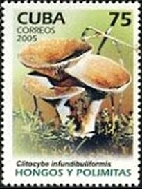 Colnect-2567-243-Clitocybe-infundibuliformis.jpg