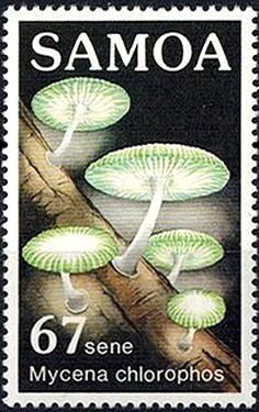 Colnect-2907-510-Mycena-chlorophos.jpg