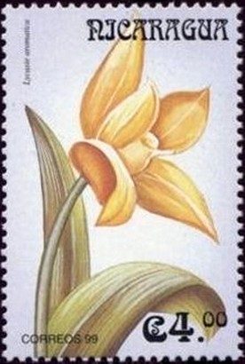 Colnect-3188-445-Lycaste-aromatica.jpg