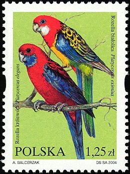 Colnect-3931-304-Crimson-Rosella-Platycercus-elegans-Eastern-Rosella-Plat.jpg