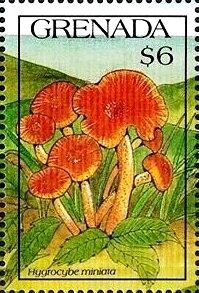 Colnect-5778-829-Hygrocybe-miniata.jpg