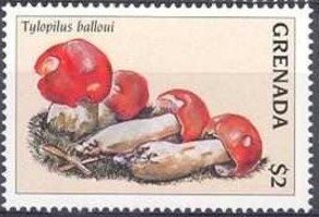 Colnect-4507-718-Tylopilus-balloui.jpg