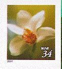 Colnect-201-598-Cymbidium-Orchid.jpg