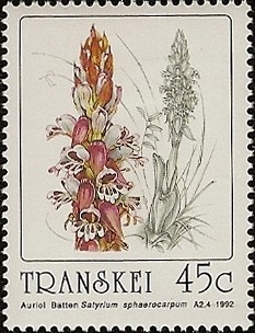 Colnect-1519-671-Satyrium-sphaerocarpum.jpg