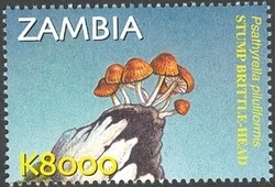 Colnect-934-611-Psathyrella-piluliformis.jpg