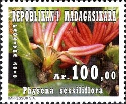 Colnect-1458-421-Physena-sessiliflora.jpg