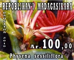 Colnect-1458-422-Physena-sessiliflora.jpg