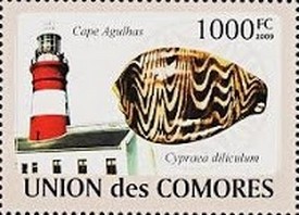 Colnect-1570-243-Cape-Agulhas-Day-break-Cowry-Cypraea-diliculum.jpg