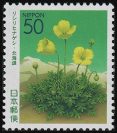 Colnect-3949-737-Poppy-of-Rishiri-Island.jpg