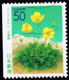 Colnect-6178-456-Poppy-of-Rishiri-Island.jpg