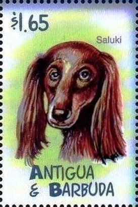 Colnect-4100-011-Saluki.jpg