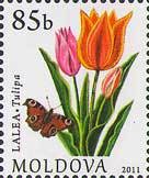 Colnect-802-052-Tulip.jpg