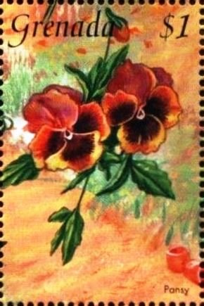 Colnect-4391-299-Pansy.jpg