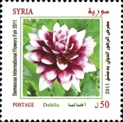 Colnect-1427-307-Dahlia.jpg