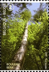 Colnect-619-517-Birch.jpg