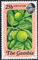 Colnect-1653-631-Limes.jpg