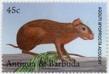 Colnect-4184-985-Agouti.jpg