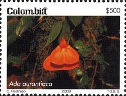 Colnect-1701-351-Ada-aurantiaca.jpg