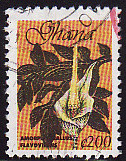 Colnect-2492-528-Yellow-Arum-Amorphophallus-flavovirens.jpg