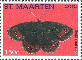 Colnect-2624-587-Scotch-Argus-Erebia-aethiops.jpg