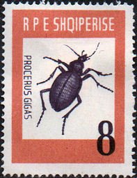 Colnect-1015-785-Ground-Beetle-Carabus-gigas.jpg