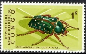 Colnect-1104-887-Spotted-Flower-Beetle-Stephanorrhina-guttata.jpg