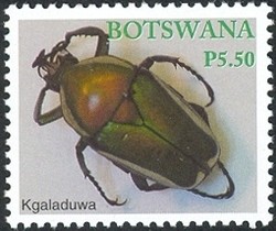 Colnect-1424-489-Derbys-Flower-Beetle-Dicronorrhia-debryana.jpg