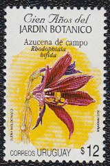 Colnect-1781-048-Rhodophiala-bifida--Azucena-de-campo-.jpg