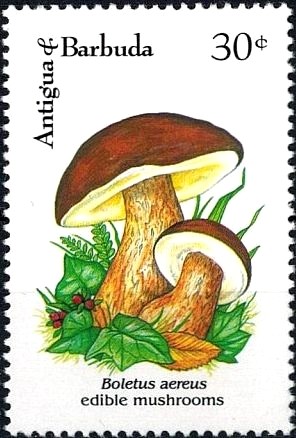 Colnect-2959-557-Boletus-Aereus.jpg