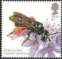 Colnect-2980-900-Scabious-Bee-Andrena-hattorfiana.jpg