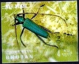 Colnect-3014-813-Longhorn-Beetle-Aromia-festivus-.jpg