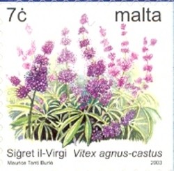 Colnect-657-534-The-Virgin-Bush-Vitex-agnus-castus.jpg