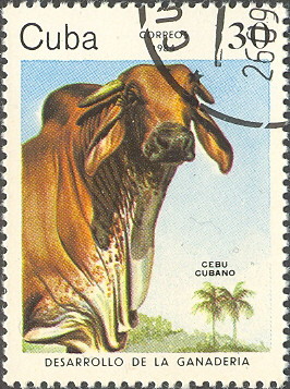 Colnect-679-254-Cuban-Zebu-Bos-primigenius-indicus.jpg