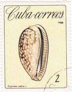 Colnect-1084-654-Cypraea-zebra.jpg