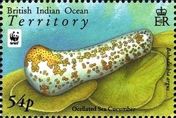 Colnect-1425-712-Leopard-Sea-Cucumber-Bohadschia-argus.jpg