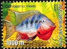 Colnect-1603-520-Firemouth-Cichlid-Cichlasoma-meeki.jpg