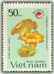 Colnect-1654-025-Cantharellus-cibarius---Logo-of-Tourism.jpg