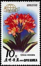 Colnect-2054-571-Clivia-miniata.jpg