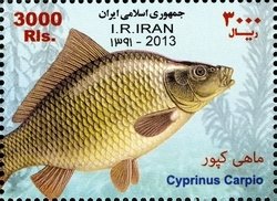 Colnect-2208-713-Common-Carp-Cyprinus-carpio.jpg