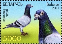 Colnect-2257-188-Carrier-Pigeon-Columba-livia-forma-domestica.jpg