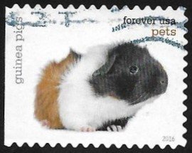 Colnect-3483-599-Guinea-Pig-Cavia-porcellus-domestica.jpg