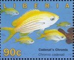 Colnect-4242-475-Cadenat-s-Chromis-Chromis-cadenati.jpg