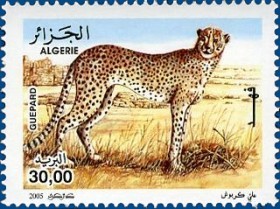 Colnect-465-766-Northwest-African-Cheetah-Acinonyx-jubatus-hecki.jpg