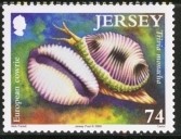 Colnect-503-889-European-Cowrie-Trivia-monacha.jpg