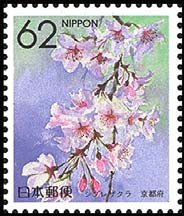 Colnect-512-953-Weeping-Cherry-Blossom-Kyoto.jpg