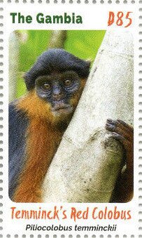 Colnect-5731-095-Temminck%E2%80%99s-Red-Colobus-Piliocolobus-temminckii.jpg